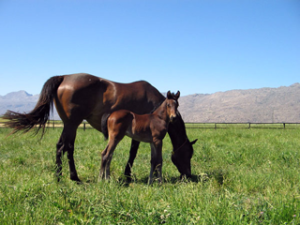 boland stud