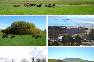 Birch Bros -Cover Pic