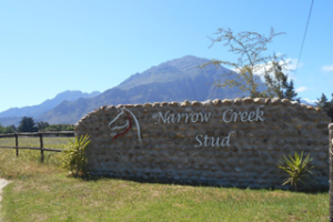 Narrow creek stud