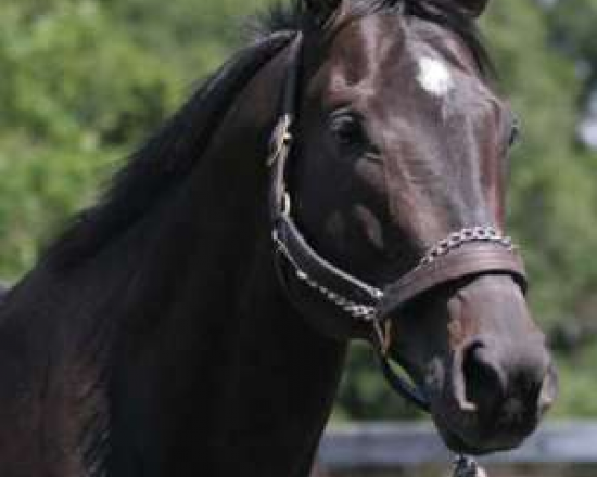 ascot-stud