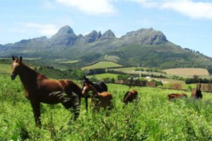 avontuur-thoroughbred-farm