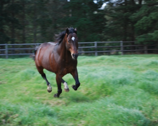 hemel 'n aarde stud