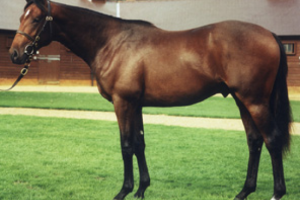 oldlands stud